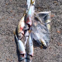 11/1釣果尺アジ小アジ