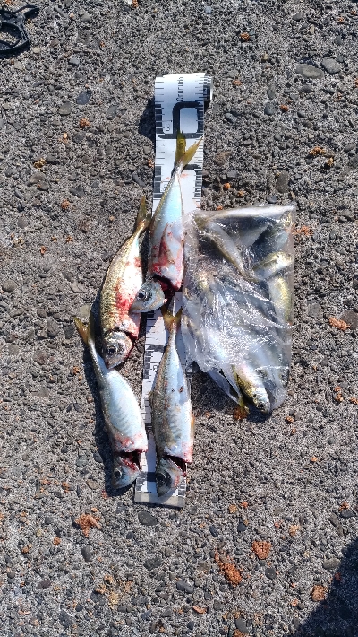 11/1釣果尺アジ小アジ