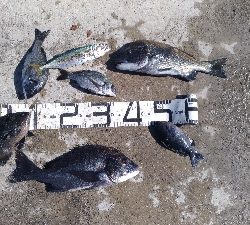 11/3釣果尺アジタチウオチヌサバグレ