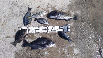 11/3釣果尺アジタチウオチヌサバグレ