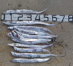 11/8釣果タチウオ14本グレ14枚チヌ10枚アイゴサバデカアジ