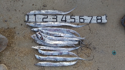 11/8釣果タチウオ14本グレ14枚チヌ1…