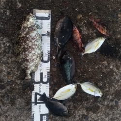 11/15釣果尺アジ連れました！