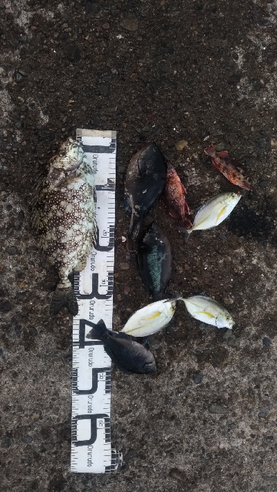 11/15釣果尺アジ連れました！