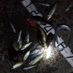 11/22釣果尺アジ小アジめちゃくちゃ釣れました!