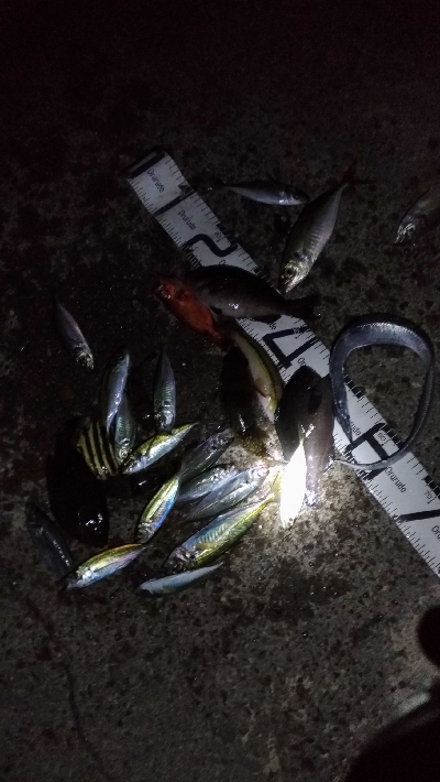 11/22釣果尺アジ小アジめちゃくちゃ釣れ…