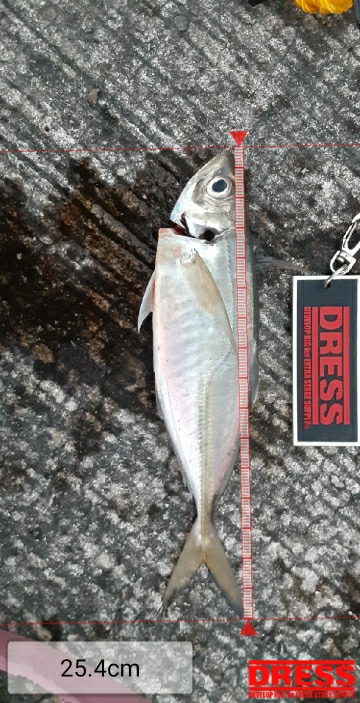 満を持して沖堤へ