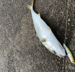 メジロとベイトが湾奥へ