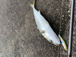 メジロとベイトが湾奥へ