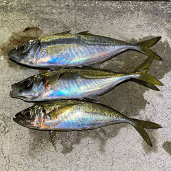 瀬戸内の島アジングとショアジギング