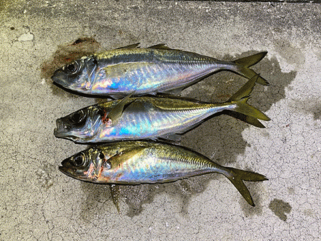 瀬戸内の島アジングとショアジギング