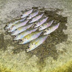 瀬戸内の島アジングとショアジギング