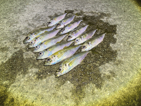 瀬戸内の島アジングとショアジギング