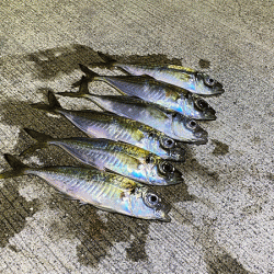 瀬戸内の島アジング(2020-24)