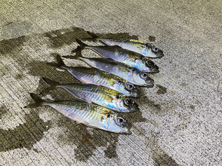 瀬戸内の島アジング(2020-24)