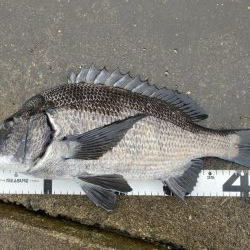 イチノ兄弟釣果!(弟)