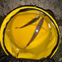 激シブアジング