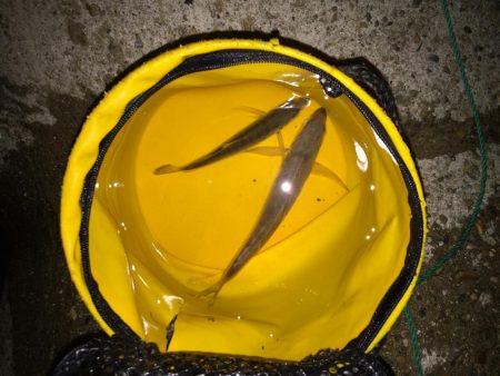 激シブアジング