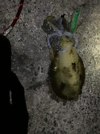 ラストエギング