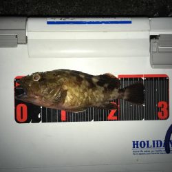 大ガシラ、太アナゴ