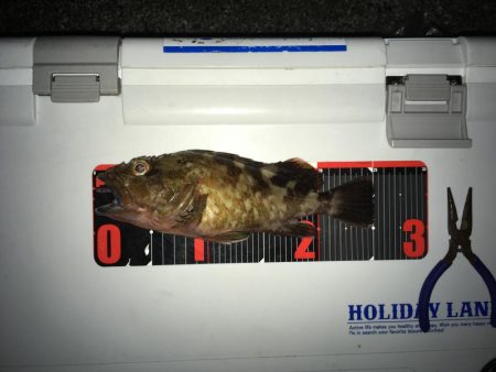 大ガシラ、太アナゴ