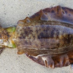 午後からエギング