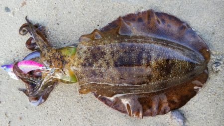 午後からエギング