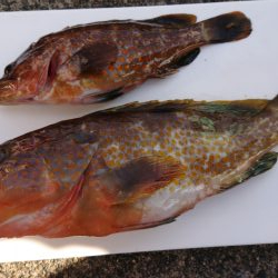 毎度です。時期外れ？な良型釣れました。