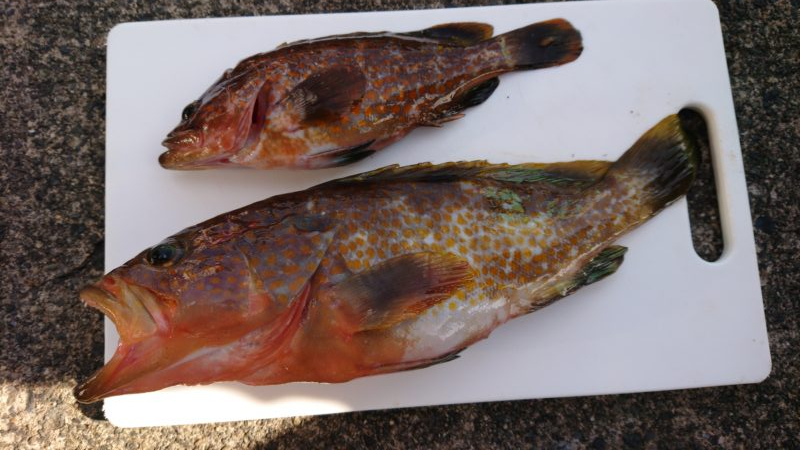 毎度です。時期外れ？な良型釣れました。