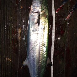 サゴシとエソ。筏でショアジギテンヤウキサビキ何でも