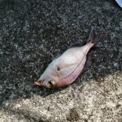 ちょい投げからのイイダコ釣り