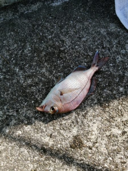 ちょい投げからのイイダコ釣り