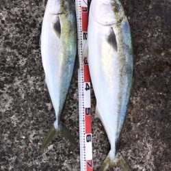 ブリと言っていいかな?