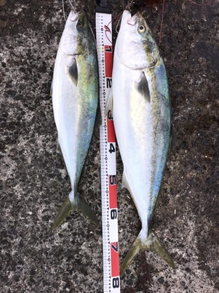 ブリと言っていいかな?