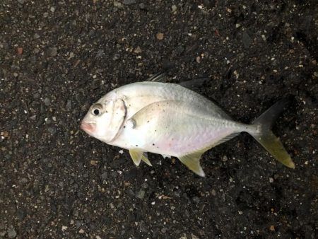 スーパーライトショアジギング