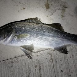 いつもの同じ魚の釣り
