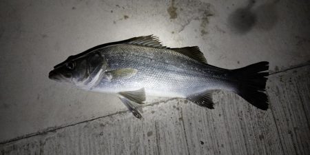 いつもの同じ魚の釣り