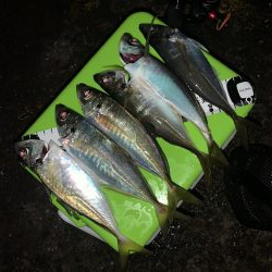 アジング→就寝→ショアジギ