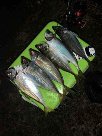 アジング→就寝→ショアジギ