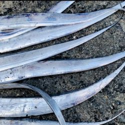 好調タチウオ釣り