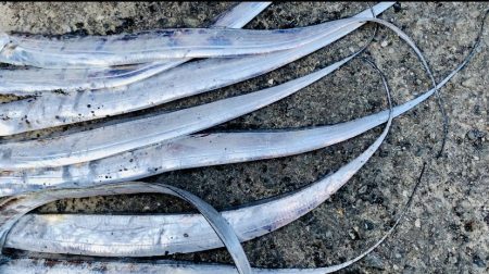 好調タチウオ釣り