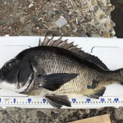 チヌベスト最高！