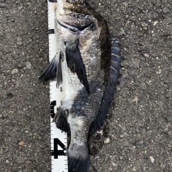 イチノ兄弟、釣果！