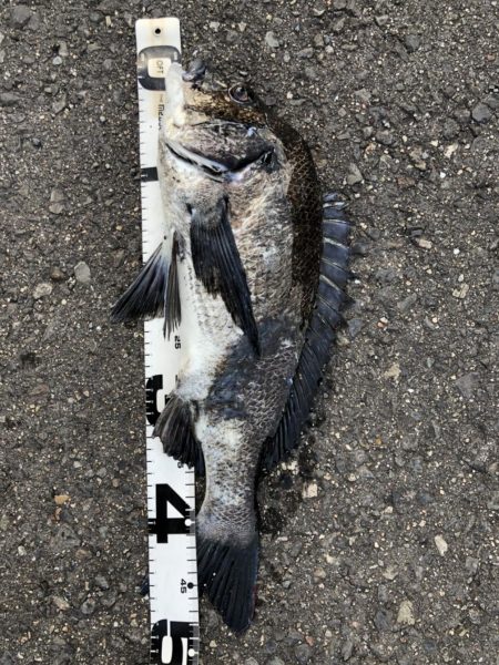 イチノ兄弟、釣果！