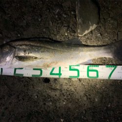 10月最後の釣行