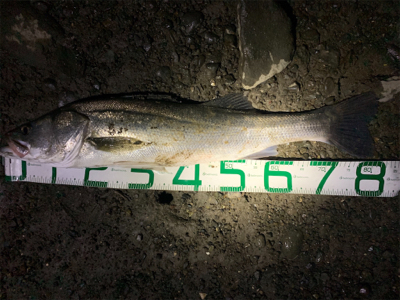 10月最後の釣行