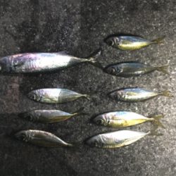 タチウオいない