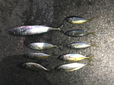 タチウオいない