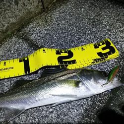 セイゴしか釣れん。