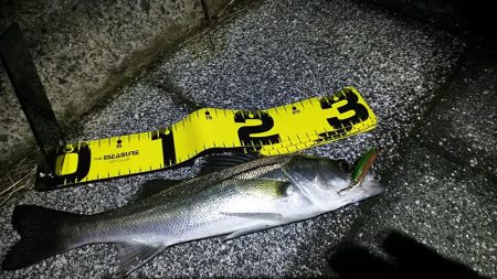 セイゴしか釣れん。